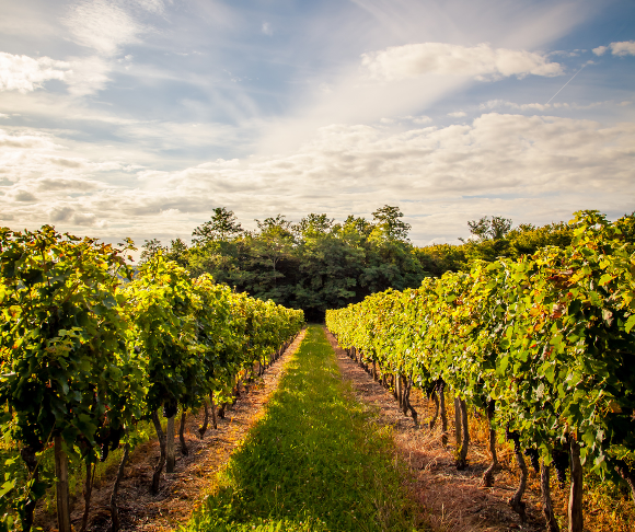 IMPIANTI VITIVINICOLI